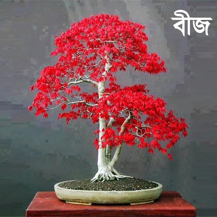 15pcs%20Canada%20Mini%20Red%20Maple%20Bonsai%20Garden%20Maple%20Tree%20Seeds%20-%20Image%204