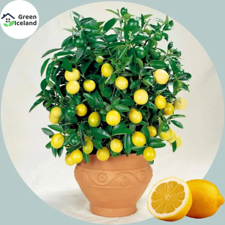 Global%20Dwarf%20Lemon%20Tree%20Seeds%20-%2010%20Pcs%20Seeds%20-%20Image%203
