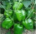 Global Green Capsicum Vegetable Tree Seeds - 20 Pcs Seeds. 