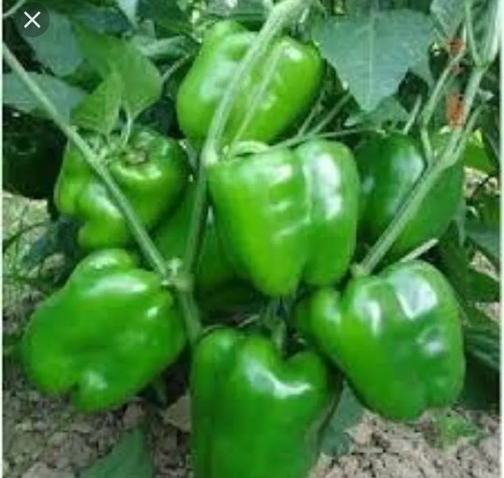 Global%20Green%20Capsicum%20Vegetable%20Tree%20Seeds%20-%2020%20Pcs%20Seeds%20-%20Image%203