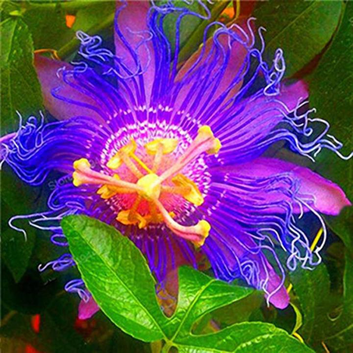 10Pcs Passiflora Incarnata Seeds Home Garden Plants Passion Fruit Flower Bonsai Seeds