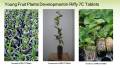 Nutrient Coco Tab for Seedling And Germination -Imported. 