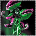 Carnivorous, Venus Flytrap Seeds for Plants ( D-8 ) - 5 pcs.