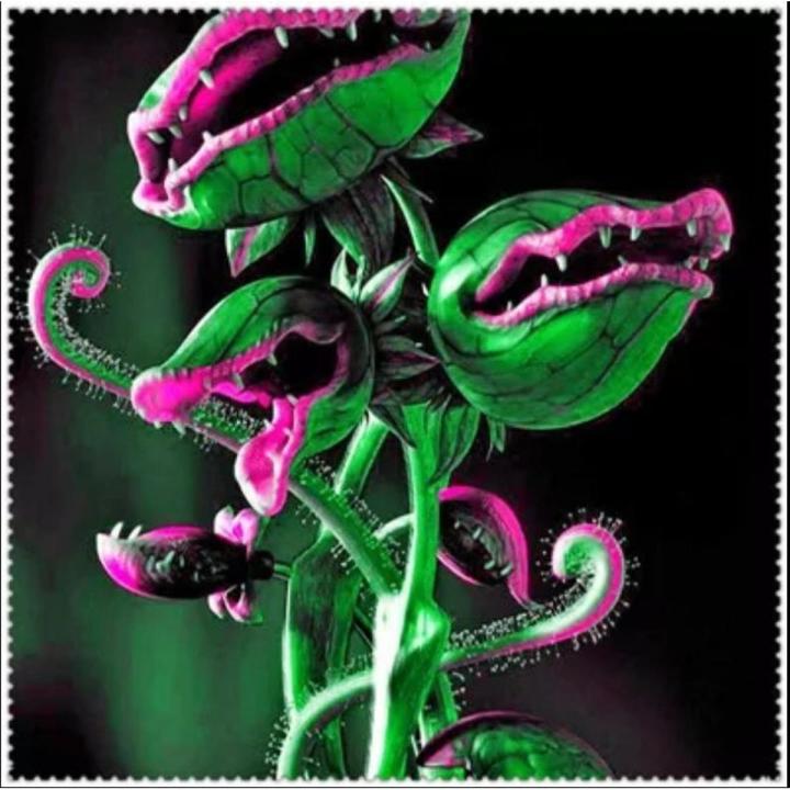 Carnivorous, Venus Flytrap Seeds for Plants ( D-8 ) - 5 pcs