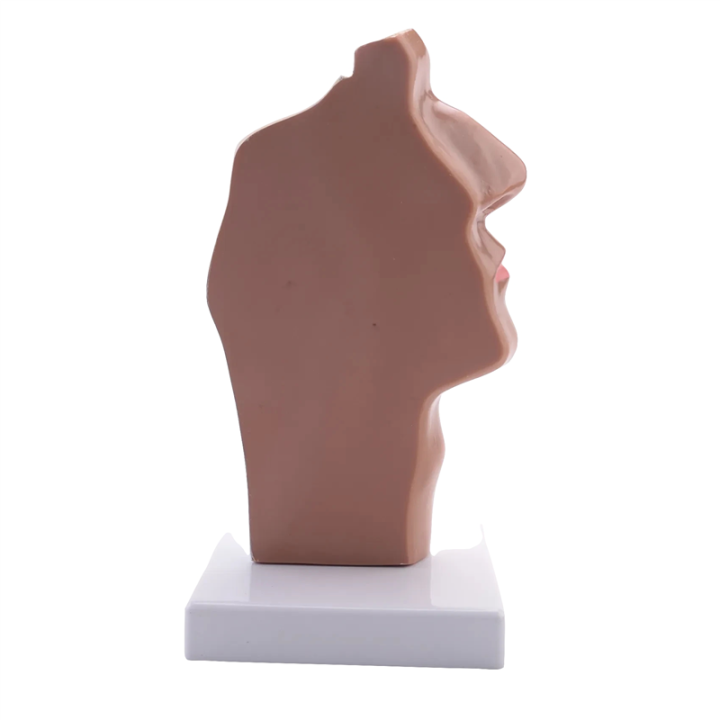 Human%20Anatomical%20Nasal%20Cavity%20Throat%20Anatomy%20Model%20For%20Science%20Classroom%20Study%20Display%20Teaching%20Model%20-%20Image%202