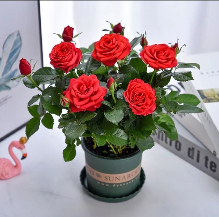 Thai%20Perennial%20Red%20Rose%20Tree%20Flower%20Seeds%20-%2031+Pcs%20Seeds%20-%20Image%202