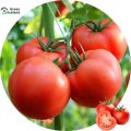 All Season Climbing Red Tomato Bonsai Seeds - 30 Pcs Seeds. 