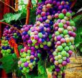 Egrow 10 Pcs / Pack Mixed Finger Grape Seed Garden Planting Potted Fruit Grapes Plant Seeds. 