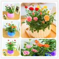 Rose Bonsai Miniature Rose bonsai A Little Cute Plants For Miniature Garden Plant Potted Gift Flower plant & seeds (বীজ). 