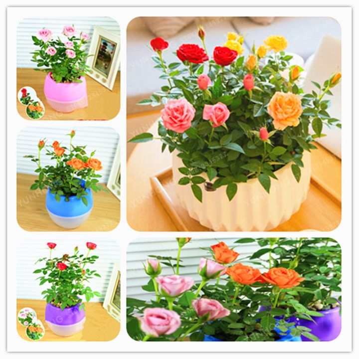 Rose%20Bonsai%20Miniature%20Rose%20bonsai%20A%20Little%20Cute%20Plants%20For%20Miniature%20Garden%20Plant%20Potted%20Gift%20Flower%20plant%20&%20seeds%20(%E0%A6%AC%E0%A7%80%E0%A6%9C)%20-%20Image%204