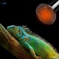 220V Ceramic Heat Emitter Pet Reptile Frog Snake Turtle Lamp Bulb 150W.