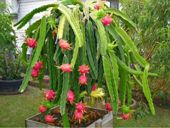 Red velvet dragon Fruit tree 1pic