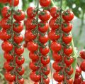 Thai Sweet Red Cerry Tomato 30+ Seeds All Season. 