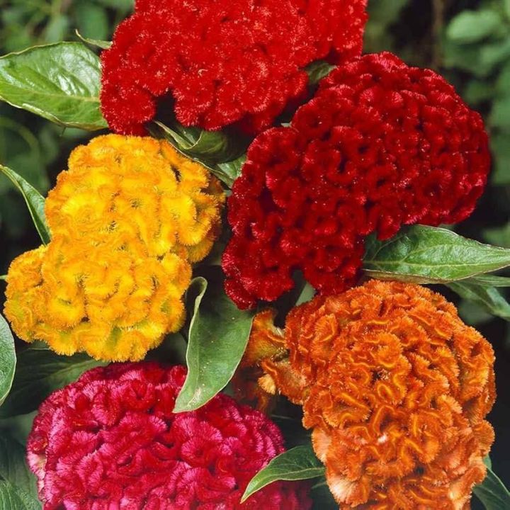 Celosia/Coxcomb%20Flower%20Seed%20-%2025/50%20pcs%20Seed%20of%20Coxcomb%20Cristata%20Flower%20%20Hybrid%20All%20Season%20-%20Image%206