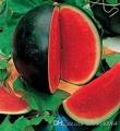 SUGAR BABY WATERMELON Fruit Seeds garden decoration Seeds - 10pcs. 