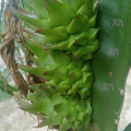 BARI-1 Dragon Fruit For Home Gardening - Cutting of Dragon Fruit Plant With roots (1 Piece). 