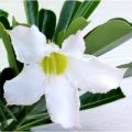 Adenium Obesum Plant Six+ inch Size - 1Pc Plant.