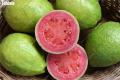 25 Pcs / Bag Guava Bonsai Delicious Tropical Fruit Potted Non Transgenic Outdoor Plants Fruit Tree.
