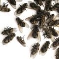 Cockroach & Flies Killer (মাছির ও তেলাপোকার জন্য ১০০% গ্যারান্টি) 1pc.