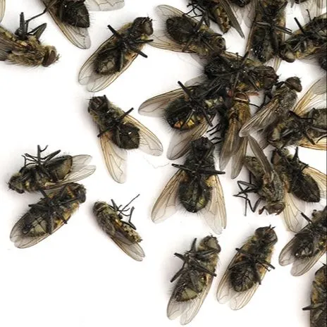 Cockroach%20&%20Flies%20Killer%20(%E0%A6%AE%E0%A6%BE%E0%A6%9B%E0%A6%BF%E0%A6%B0%20%E0%A6%93%20%E0%A6%A4%E0%A7%87%E0%A6%B2%E0%A6%BE%E0%A6%AA%E0%A7%8B%E0%A6%95%E0%A6%BE%E0%A6%B0%20%E0%A6%9C%E0%A6%A8%E0%A7%8D%E0%A6%AF%20%E0%A7%A7%E0%A7%A6%E0%A7%A6%25%20%E0%A6%97%E0%A7%8D%E0%A6%AF%E0%A6%BE%E0%A6%B0%E0%A6%BE%E0%A6%A8%E0%A7%8D%E0%A6%9F%E0%A6%BF)%201pc%20-%20Image%203