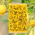 Yellow Sticky Trap 10x12 Inch for Thrips, Whitefly, Aphid & Flying Insects | Garden & Farm Pest Control (5 pcs). 