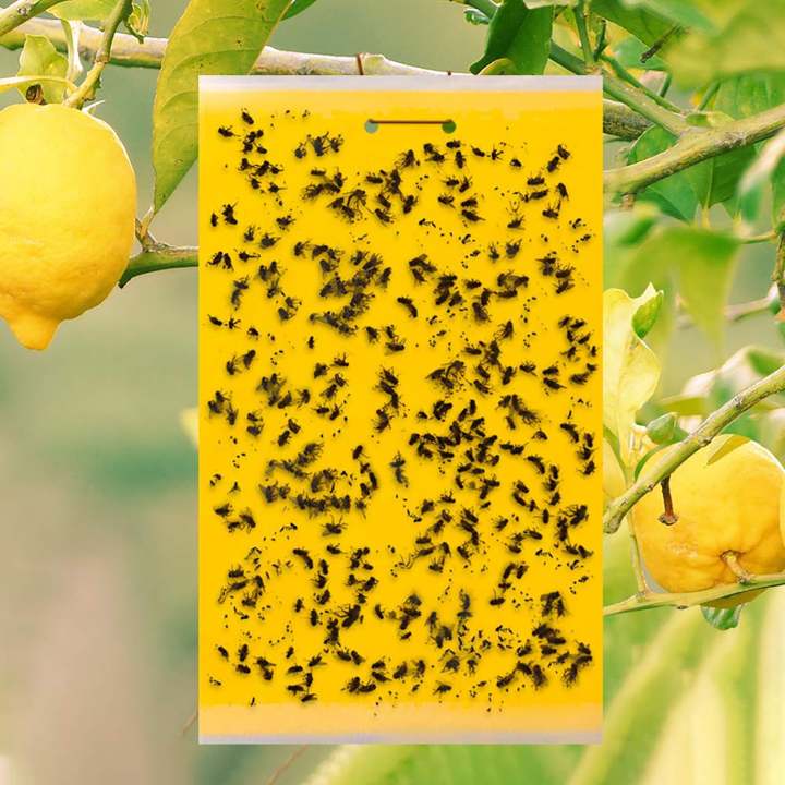 Yellow%20Sticky%20Trap%2010x12%20Inch%20for%20Thrips,%20Whitefly,%20Aphid%20&%20Flying%20Insects%20%7C%20Garden%20&%20Farm%20Pest%20Control%20(5%20pcs)%20-%20Image%202