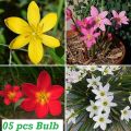 Rain Lily Flower Bulb - রেইন লিলি ফুলের ব্যাচুয়ার বাল্ব/ কন্দ/বড বীজ - মিক্স কালার. 