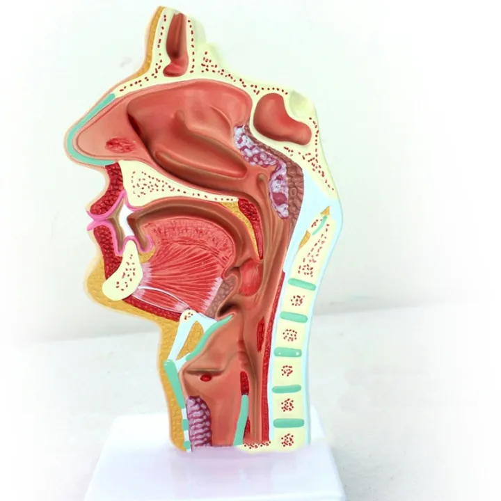 2020%20Hot%20Deals%202%20Pcs%20Human%20Anatomical%20Nasal%20Cavity%20Throat%20Anatomy%20Medical%20Model%20for%20Science%20Classroom%20Study%20Display%20Teaching%20Medical%20Model%201.5%20Times%20Human%20Ear%20Anatomy%20Model%20-%20Image%205