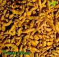 Turmeric / Holud ( হলুদ ) - 500. 
