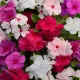 Vinca (নয়নতারা) Flower Seed - 25+ pcs Mix Color F2 Hybrid Seed. 