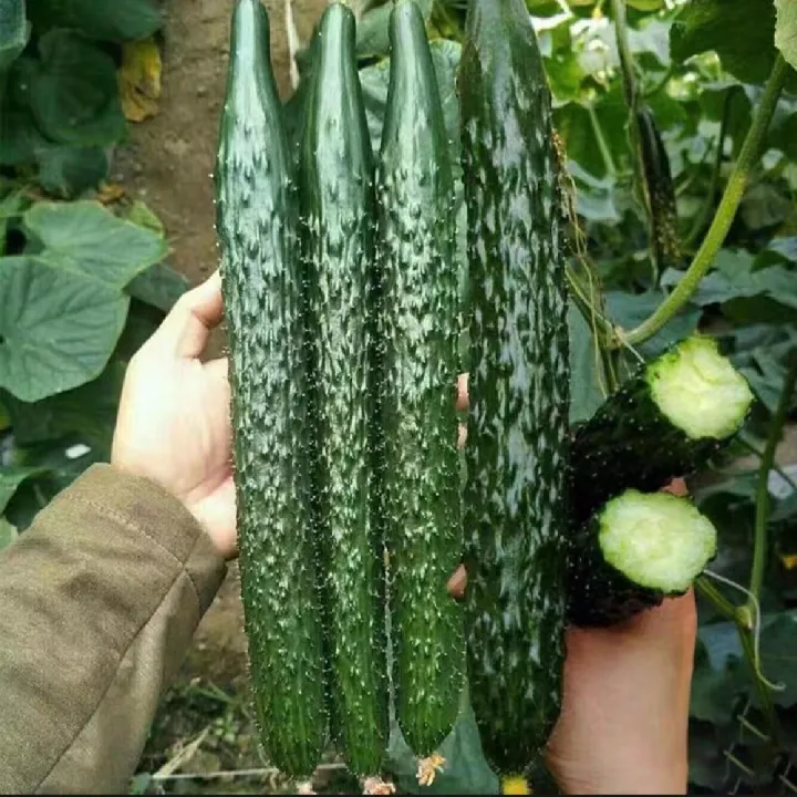 High%20Germination%20Best%20Quality%20Green%20Cucumber%20Seed%20F1%20Hybrid%20Intake%20Paket%20Seeds%20-%20Image%202