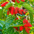Red Mulberry Seeds Long Mulberry Bonsai For Garden-30Pcs seeds.