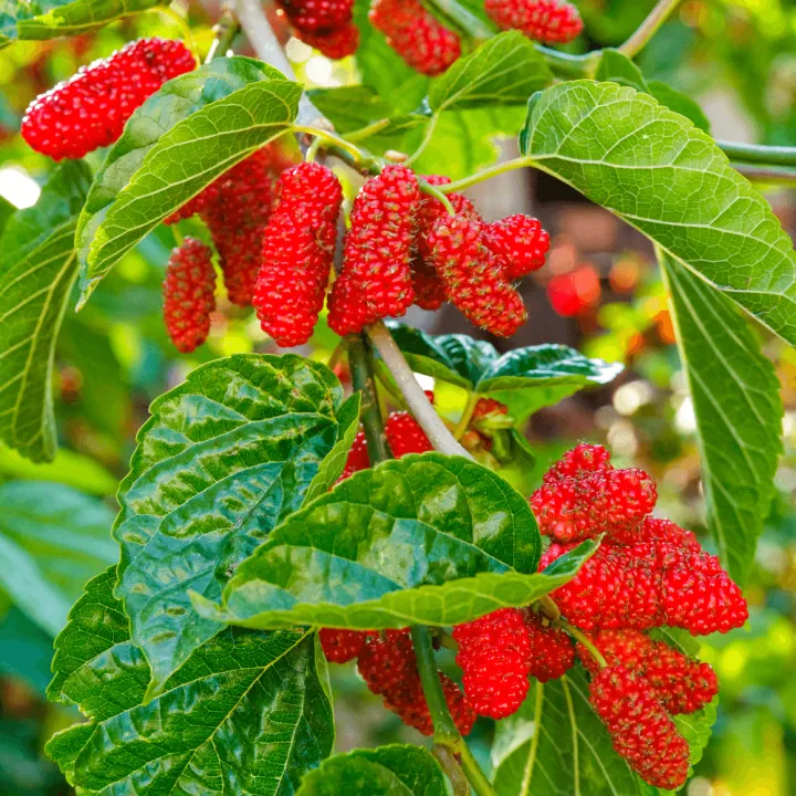 Red%20Mulberry%20Seeds%20Long%20Mulberry%20Bonsai%20For%20Garden-30Pcs%20seeds%20-%20Image%205