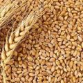 Pure Organic Wheat Grain-( গমের দানা )-1Kg.