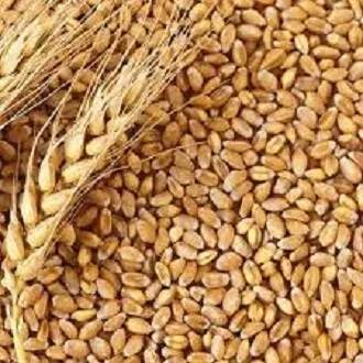 Pure%20Organic%20Wheat%20Grain-(%20%E0%A6%97%E0%A6%AE%E0%A7%87%E0%A6%B0%20%E0%A6%A6%E0%A6%BE%E0%A6%A8%E0%A6%BE%20)-1Kg%20-%20Image%202