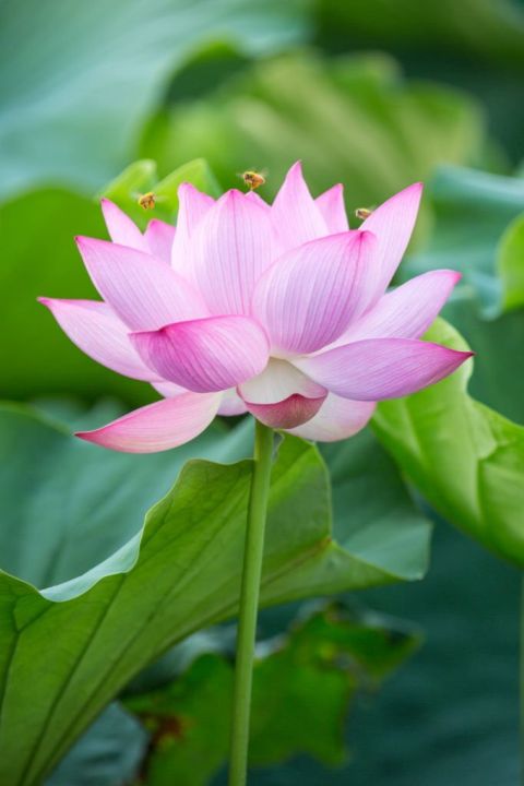 Poddo%20flower%204%20pice,%20Jol%20Poddo%20Ful%20/%20Lotus%20Flower%20Seeds%20-%20Image%203