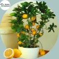 All Season Dwarf Lemon Tree Seeds - 10 Pcs SeedS. 
