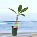 1 pieces wood rose tree seedlings 2 years old (Thai Mix Variety) kath golap.. 