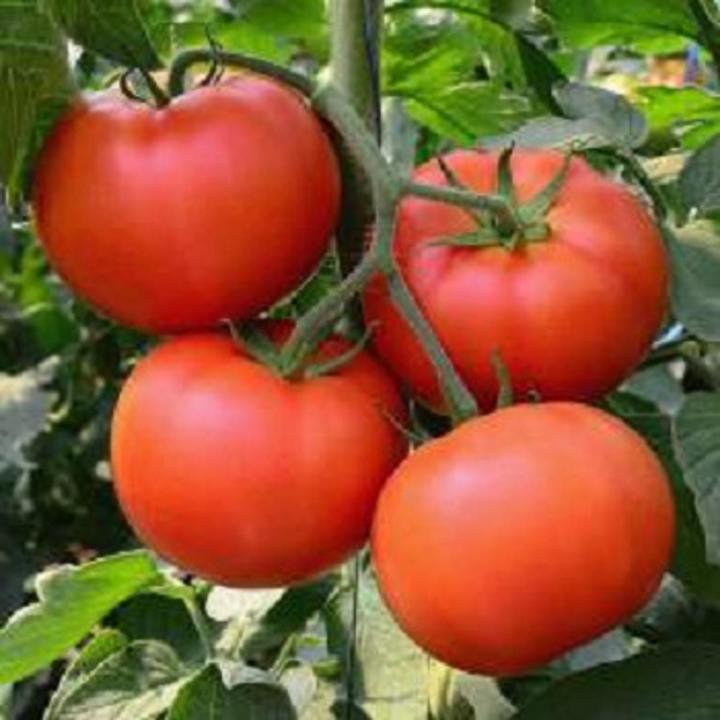 Cherry Tomato Red Color -40pcs Seed F1 Hybrid