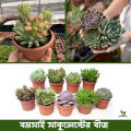40 pice Bonsai sakulent seed + gift. 