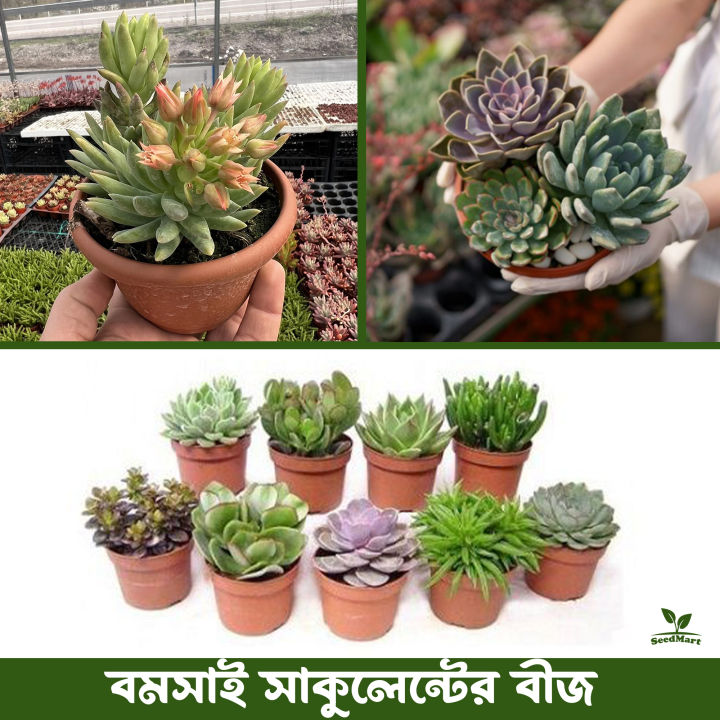 40%20pice%20Bonsai%20sakulent%20seed%20+%20gift%20-%20Image%202