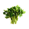 Sweet Jute Spinach Seeds - 50 Pieces ( মিষ্টি পাট শাক বীজ 50 ).