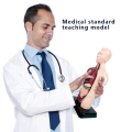 Human Body Model with 7 Removable Organ Models,Educational Organ Anatomy Model for Biological Science Learning. 
