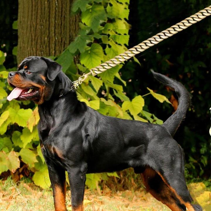 Stainless%20Steel%20Dog%20Chain%20Leash%20Super%20Strong%20Dog%20Metal%20Durable%20Silver%20Traction%20Rope%20Chain%20Solid%20For%20Pet%20Jewelry%20Accessories%20-%20Image%203