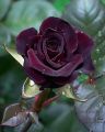 Hybrid Black Ruby Roses Flower SeedS- 25 Pcs Seeds. 