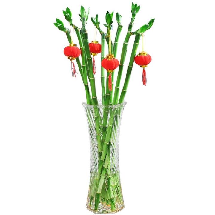 Lucky%20Bamboo%20Plants%20Bonsai%20Good%20Luck%20Plant%20&%20Seeds%20Vitality%20Tenacious%20Balcony%20Living%20Room%20Home%20Garden%20Bonsai%20-%20Seeds%20-%20Image%202