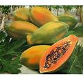 (All Season) Organic Papaya Fruit Seeds- 10 Pcs Seeds. 