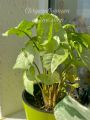 Syngonium plant indoor and outdoor plant 1 pcs.