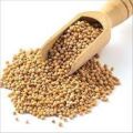 Mustard Seeds ( White Mustard ) - 300gm. 