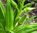 ঢেড়স বীজ - 35+ pcs Hybrid Okra/Dheros Seed For All Season পিস বীজ হাইব্রিড জাত বারোমাসি. 
